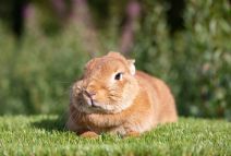Eevee (fd:teddytassens Red)