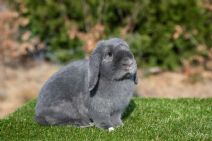 Eggie