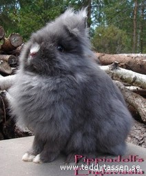 Pippiadolfs Englavissla