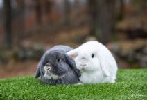 Fanny & Elvis (kastrerad)