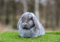 Fluff (kastrerad Hane)