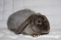 Teddytassens Gevalia
