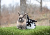Grädde & Poppy (kastrerade)