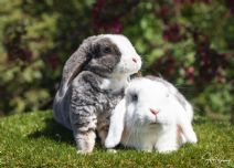 Happy (rexpälsad) & Bunny (kastrerad)