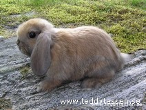 Pippiadolfs Damen