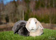 Hugo (fd Snuttis)(kastrerad) & Selma