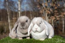 Iris & Puff (kastrerad)