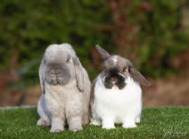 Iris & Stellan (kastrerad)