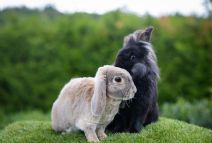 Jack (rexpälsad) & Cookie (båda Är Kastrerade)