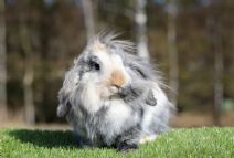 Kaninis (kastrerad) ( Lejonhuvad Dvärgvädur - Enkelmanad)