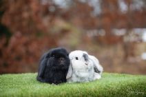 Kiwi & Lakrits (Kastrerad)