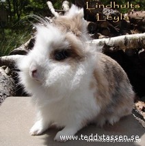 Lindhults Leyla