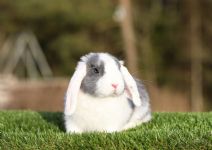 Lola - (6 Månader Gammal)