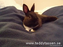 Teddytassens Corey