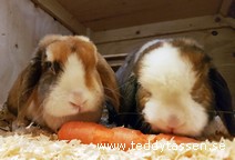 Madagascar & Vit (satinpälsade)