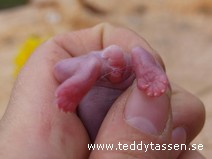 Teddytassens ?