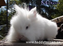 Milton