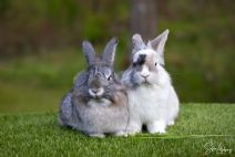 Molly & Blixten (kastrerad)