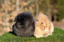 Molly & Sune (kastrerad)