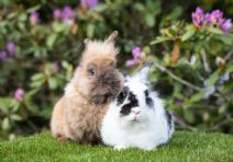 My & Py (syskon Som Söker Nytt Hem)