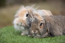 Nala & Rufus (Båda är kastrerade)