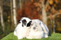 Nikki & Bun (steriliserad/Kastrerad)