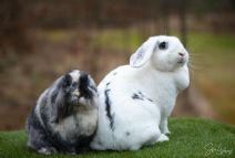 Pippi & Kaninis (kastrerad)