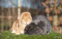 Pix (fd: Peppie) & Putte (honor)