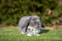 Puff (kastrerad)