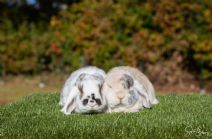 Pumba (kastrerad hona) & Boris (kastrerad hane)