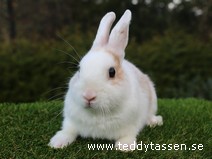 Teddytassens Putte (satin)