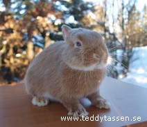 Häxan 91p