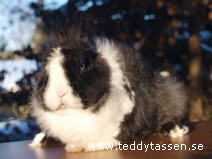 Railey (rex/Satin Päls)