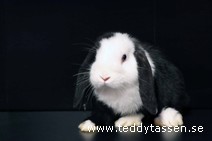 Teddytassens Mini-Lina