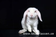 Teddytassens Mint (satinrex)
