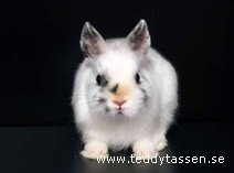 Teddytassens Pongo (satin, Musörad)