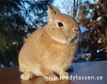 Teddytassens Colan 93p
