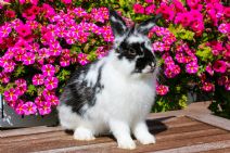 Ragmop (kastrerad!)