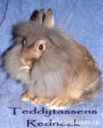 Teddytassens Redneck