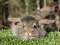 Ringo (lejonhuvad Dvärgvädur)