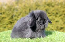 Rockey (lejonhuvad Dvärgvädur - Teddy)