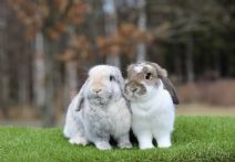 Ronja (fd Sixtura) & Tintin (kastrerad)