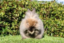 Ruffo (lejonhuvad Kanin-Dubbelmanad)
