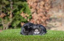 Sandy & Sixten (kastrerade)