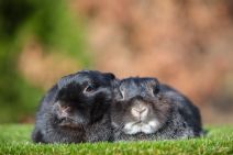 Sandy & Sixten (kastrerade)