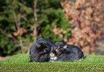 Sandy & Sixten (kastrerade)