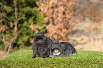 Sandy & Sixten (kastrerade)