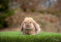 Semlan (kastrerad och vaccinerad)