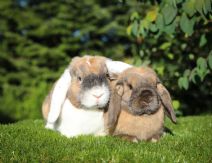 Shutterfly (kastrerad) & Stampe