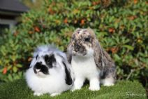 Sid & Sagolina (kastrerad Kille Med Själsfrände)
